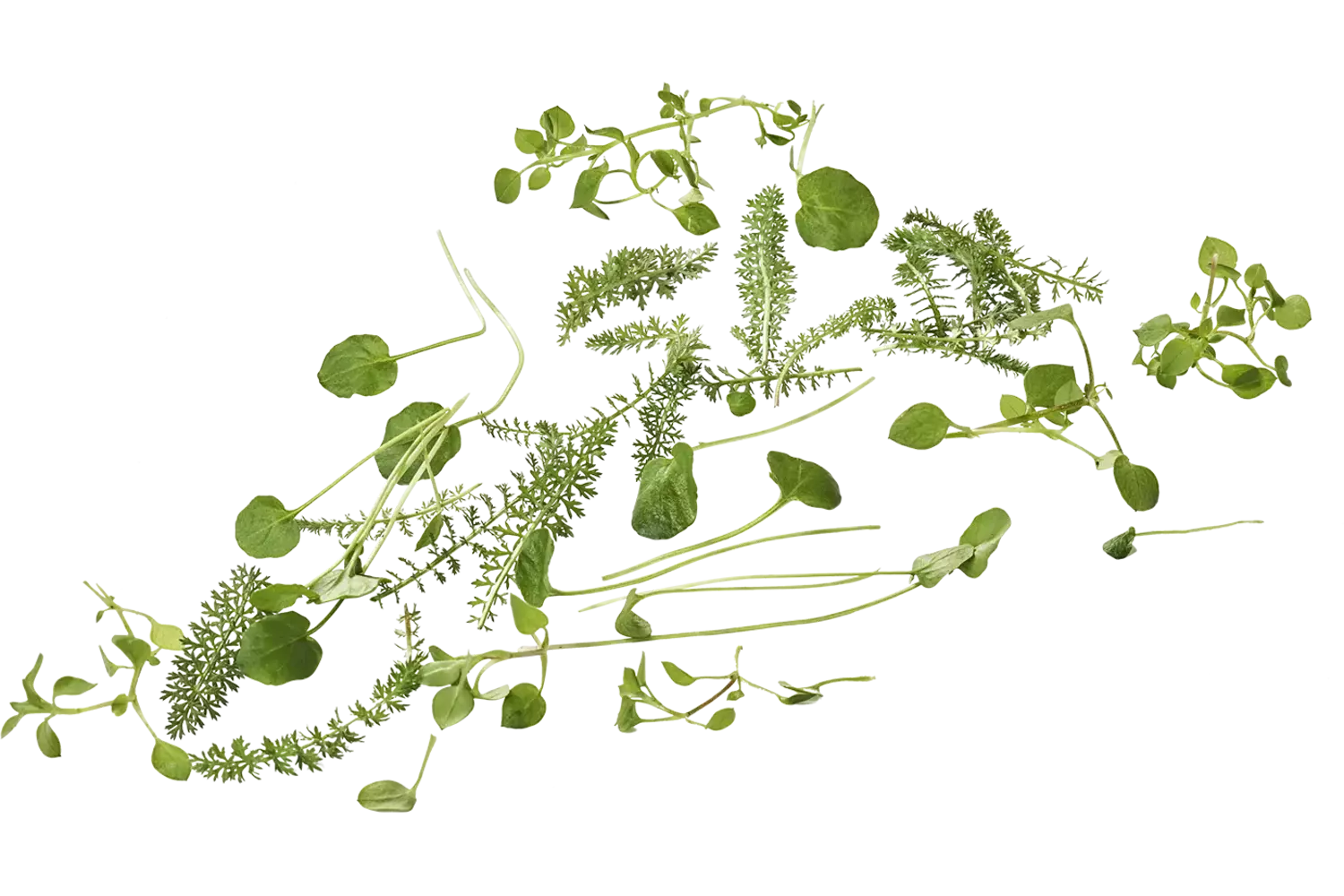Wildpluk salade 125gr. stuk 1